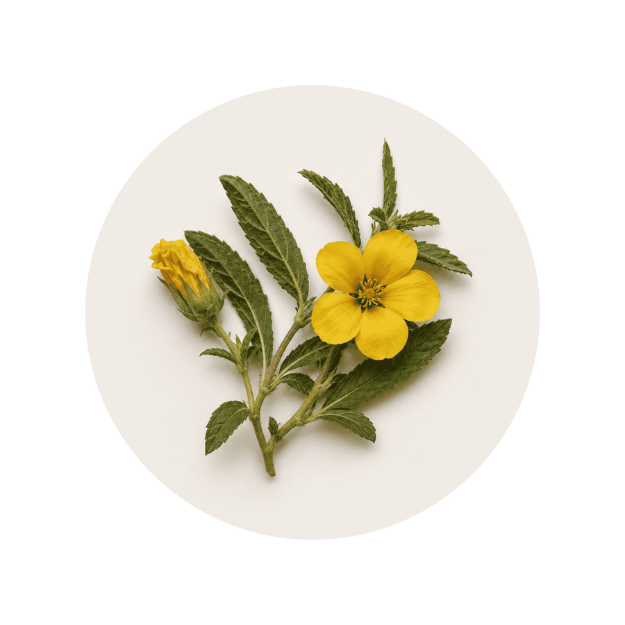 Damiana Extract ingredient close-up on a cream circular background