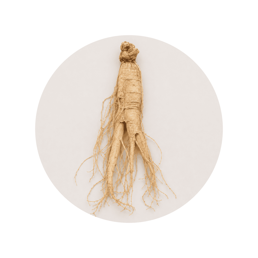 Panax Ginseng ingredient close-up on a cream circular background