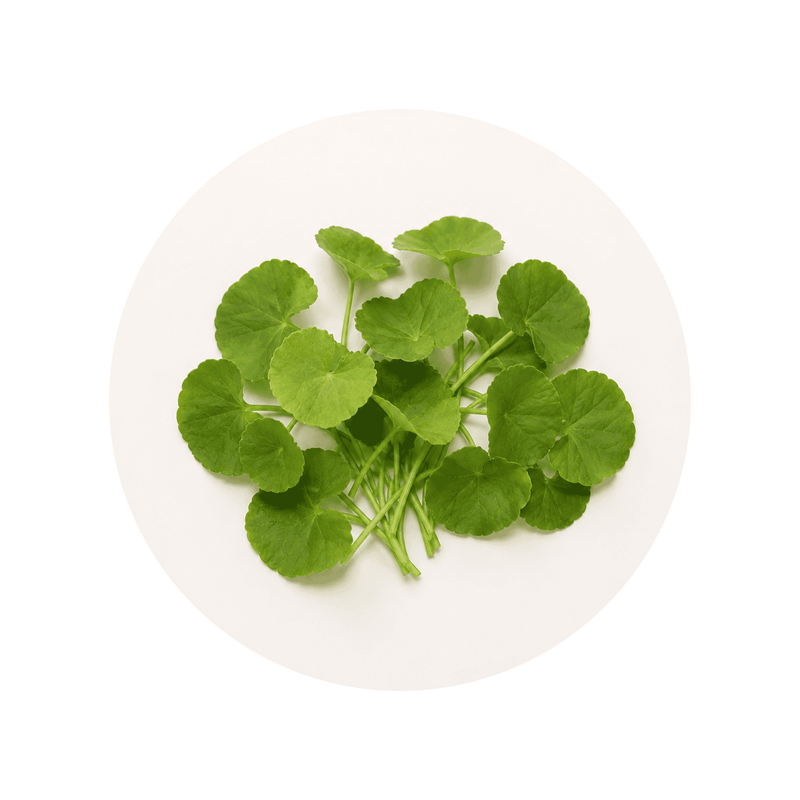 Gotu Kola Extract ingredient close-up on a cream circular background