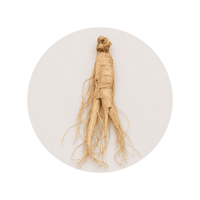 Panax Ginseng ingredient close-up on a cream circular background