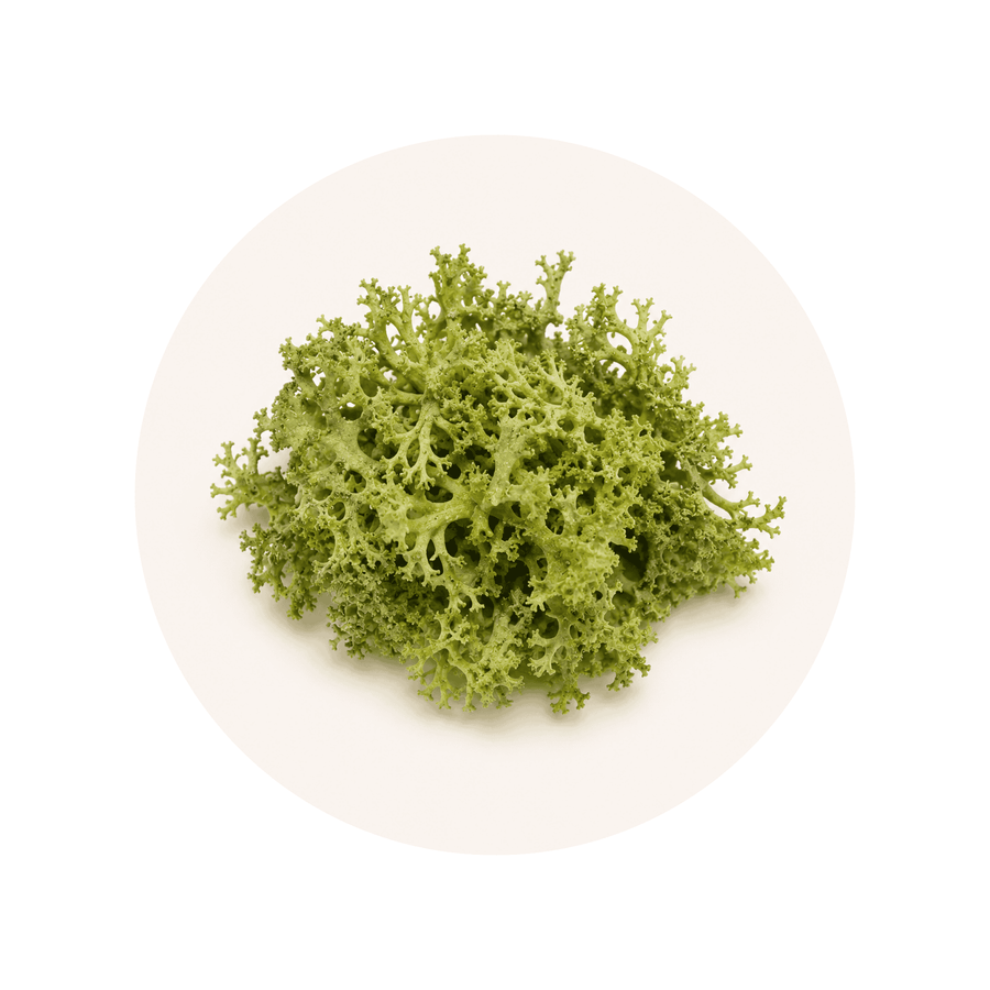 Lichen, the source of Vitamin D3, on a cream circular background
