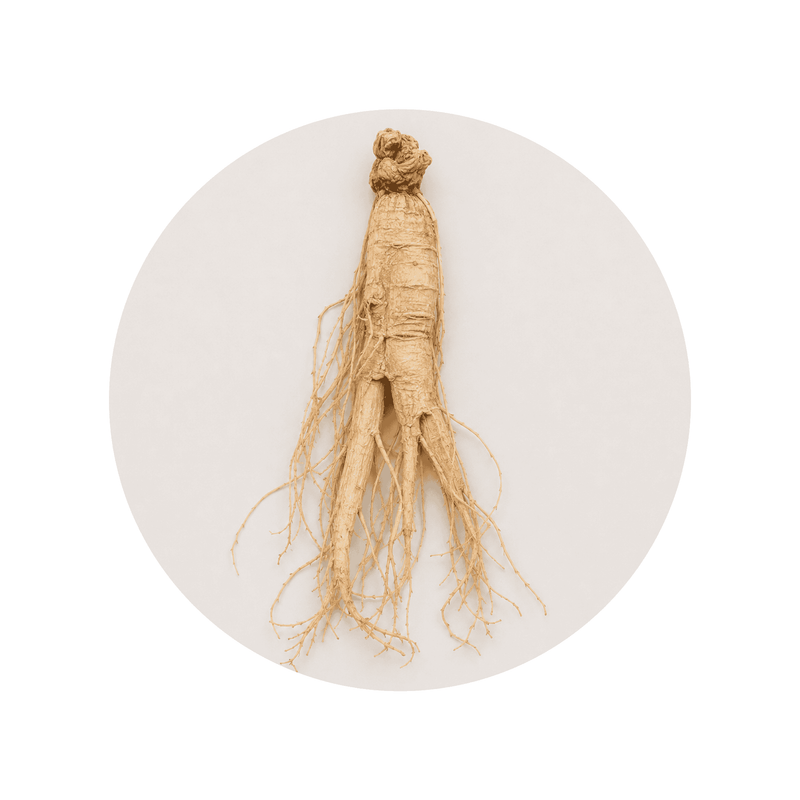 Panax Ginseng ingredient close-up on a cream circular background
