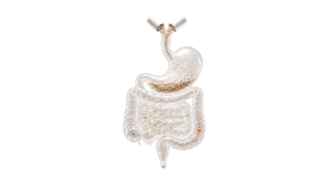 Illustrated 3D rendering of a human stomach and digestive tract, isolated on a white background